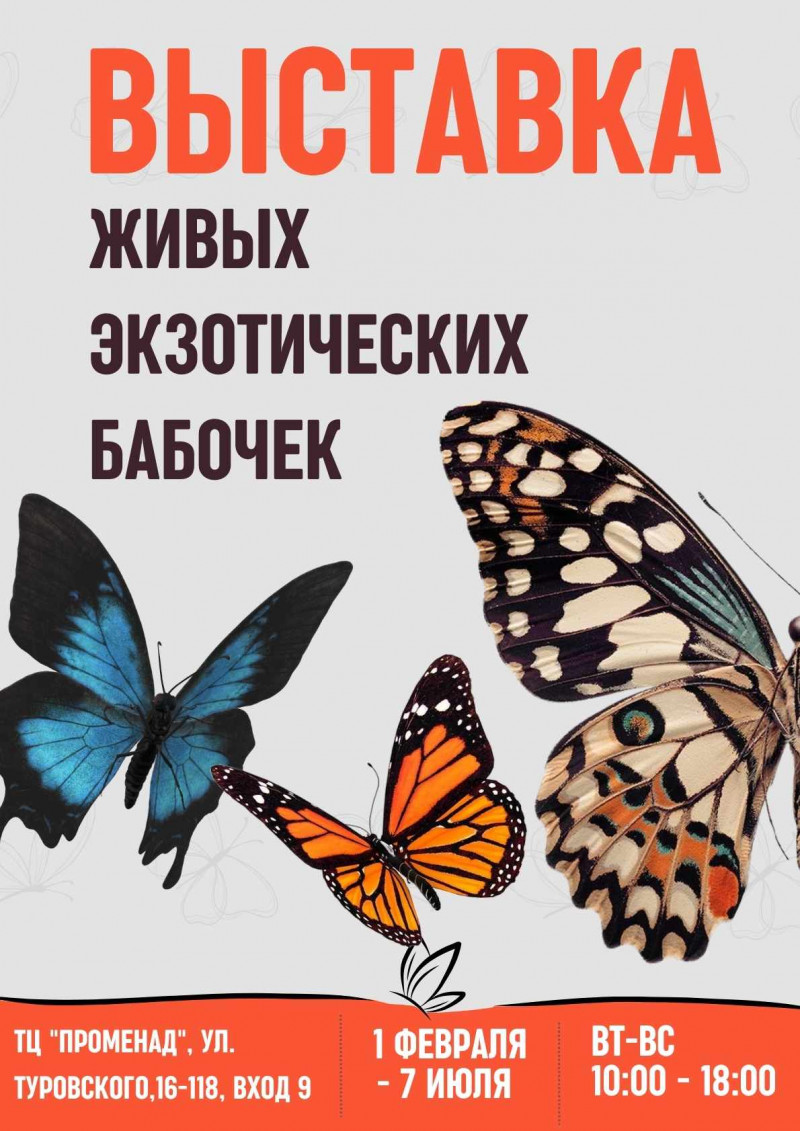 Фото - постер к Детям Выставка бабочек Порхающие цветы на kudapoiti.by
