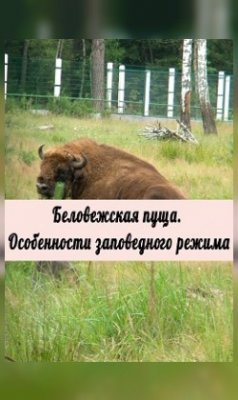 Фото - постер к Кино Беловежская пуща. Особенности заповедного режима на kudapoiti.by